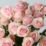 Spray Roses Star Blush (Bulk DIY)