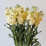 Double Stock Cream (Bulk DIY)