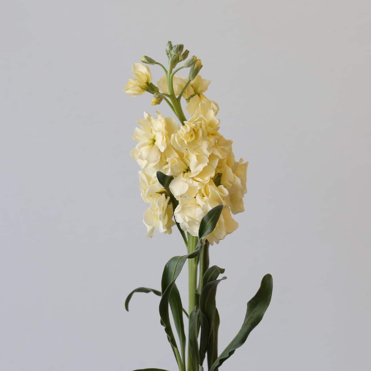Double Stock cream Bulk DIY Montreal - Le Bouquet