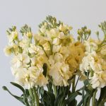 Double Stock Cream (Bulk DIY)