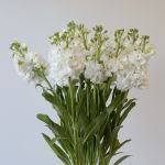 Giroflées Blancs en vrac