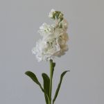 Giroflées Blancs en vrac