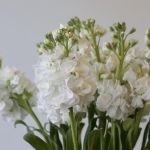 Giroflées Blancs en vrac