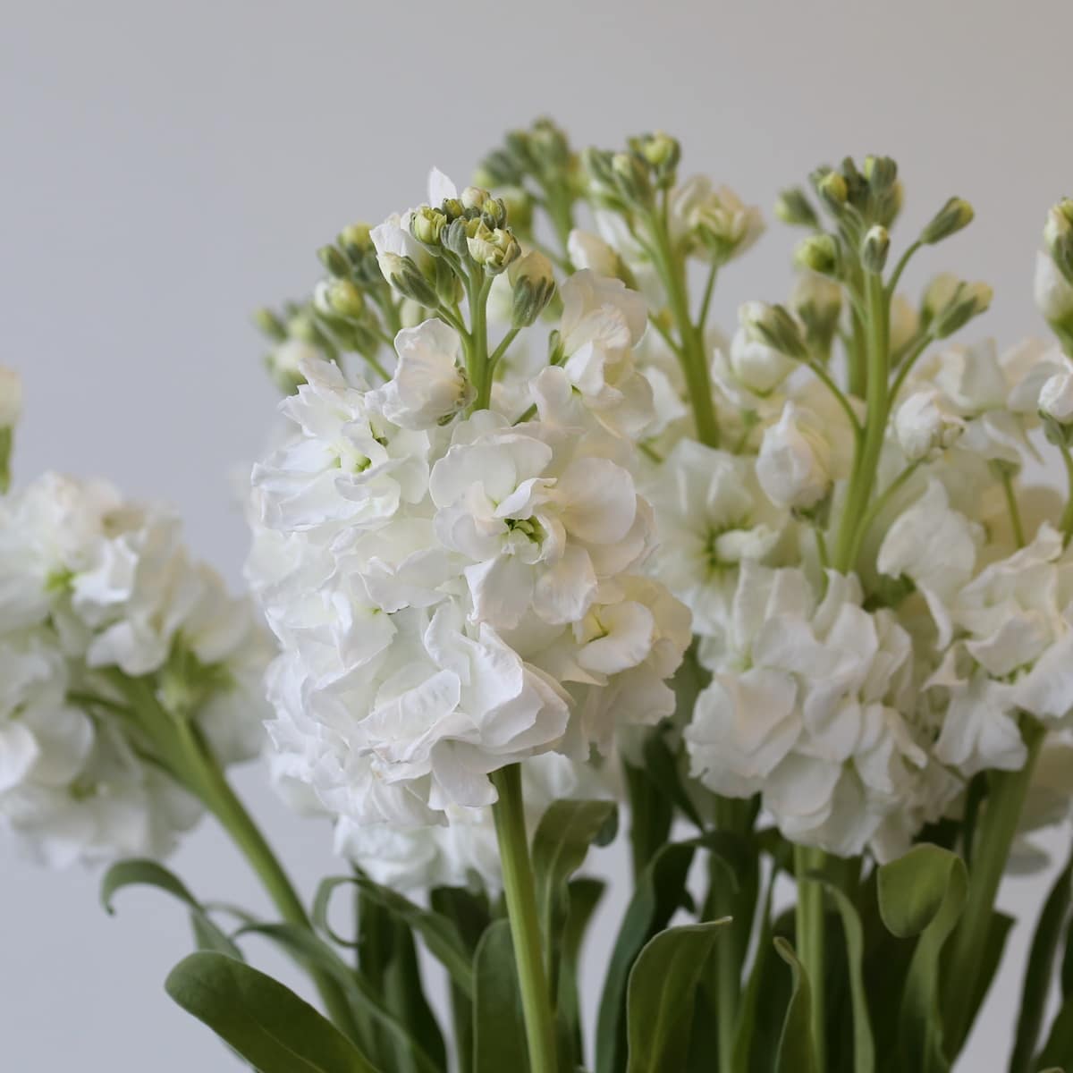 Double Stock White in bulk DIY Montreal - Le Bouquet