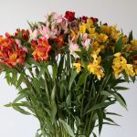 Alstroemeria en vrac