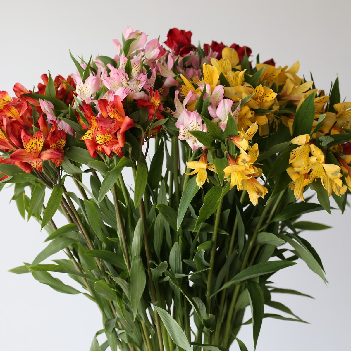 Bulk Alstroemeria