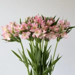 Alstroemeria Dubai Rose Perfection en vrac
