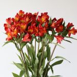 Alstroemeria Hot Pepper Orange (Bulk DIY)