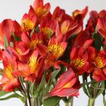 Alstroemeria Hot Pepper Orange (Bulk DIY)
