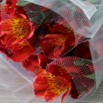 Alstroemeria Hot Pepper Orange (Bulk DIY)