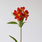 Alstroemeria Hot Pepper Orange (Bulk DIY)