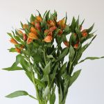 Alstroemeria Jaffa Orange Perfection (Bulk DIY)