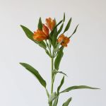 Alstroemeria Jaffa Orange Perfection (Bulk DIY)
