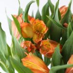Alstroemeria Jaffa Orange Perfection (Bulk DIY)
