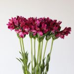 Alstroemeria Napoli Purple Perfection (Bulk DIY)