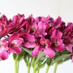 Alstroemeria Napoli Purple Perfection (Bulk DIY)