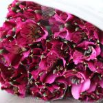 Alstroemeria Napoli Purple Perfection (Bulk DIY)