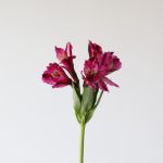 Alstroemeria Napoli Purple Perfection (Bulk DIY)