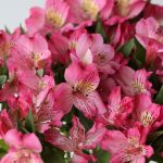 Alstroemeria Nora Hot Pink Perfection (Bulk DIY)