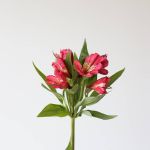 Alstroemeria Nora Hot Pink Perfection (Bulk DIY)