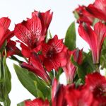 Alstroemeria Romance Rouge Perfection en vrac