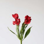Alstroemeria Romance Rouge Perfection en vrac