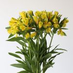 Alstroemeria Sunny Lady Yellow (Bulk DIY)