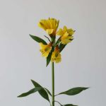 Alstroemeria Sunny Lady Yellow (Bulk DIY)