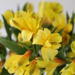 Alstroemeria Sunny Lady Yellow (Bulk DIY)