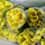 Alstroemeria Sunny Lady Yellow (Bulk DIY)