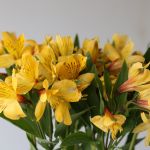 Alstroemeria Voyager Yellow Perfection (Bulk DIY)