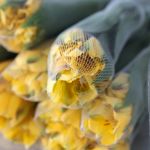 Alstroemeria Voyager Yellow Perfection (Bulk DIY)