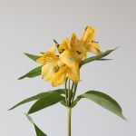 Alstroemeria Voyager Yellow Perfection (Bulk DIY)