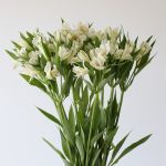 Alstroemeria Whistler White Perfection (Bulk DIY)