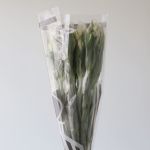 Alstroemeria Whistler White Perfection (Bulk DIY)