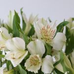 Alstroemeria Whistler White Perfection (Bulk DIY)