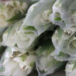 Alstroemeria Whistler White Perfection (Bulk DIY)