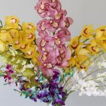 Orchidées en vrac