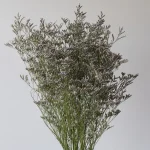 Caspia Limonium Misty Blue (En Vrac)
