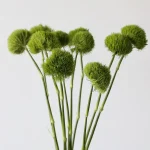 Green Trick Dianthus (Bulk DIY)