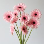 Gerbera Cameron Pink (Bulk DIY)