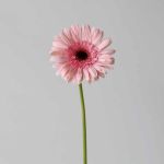 Gerbera Cameron Pink (Bulk DIY)