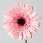 Gerbera Cameron Pink (Bulk DIY)