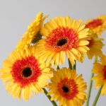 Gerbera Candy Corn (Bulk DIY)