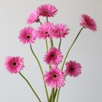 Gerbera Dreamer (Bulk DIY)