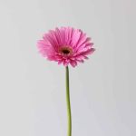 Gerbera Dreamer (Bulk DIY)