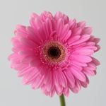Gerbera Dreamer (Bulk DIY)