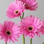 Gerbera Dreamer (Bulk DIY)