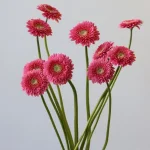 Gerpoms Cupid (Bulk DIY)