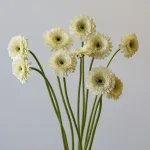 Gerpoms White (Bulk DIY)